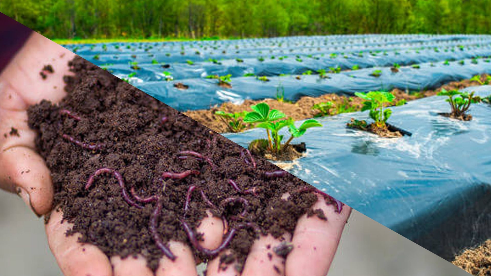 plastic-mulching-and-earthworm-fertilizers-are-the-new-tools-for-farmers-alternative-thinking-is-needed-in-farming