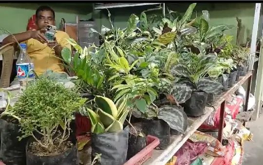 Berhampore Nursery