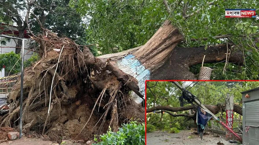 The-ancient-tree-collapsed-Berhampore