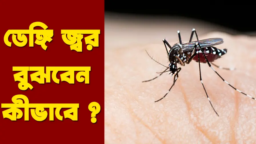 Dengue fever সাধারণ জ্বর না ডেঙ্গি জ্বর বুঝবেন কীভাবে ?