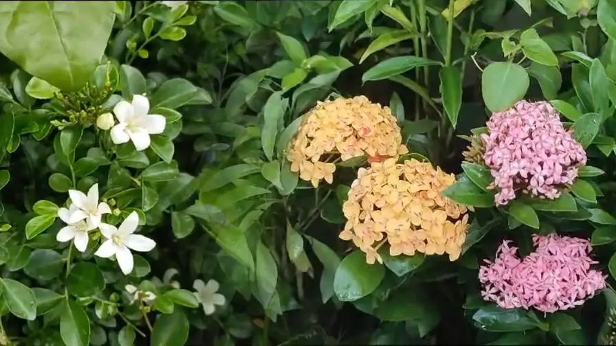 Monsoon Flowers