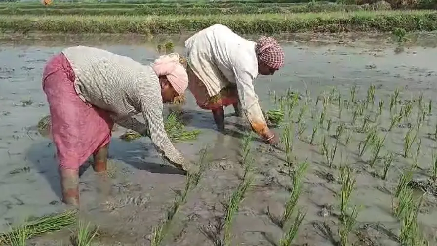 Murshidabad Farming