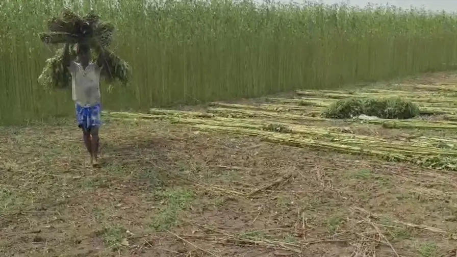 Murshidabad Jute Farmers