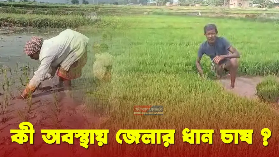 Murshidabad Paddy Farming till now how much farming done