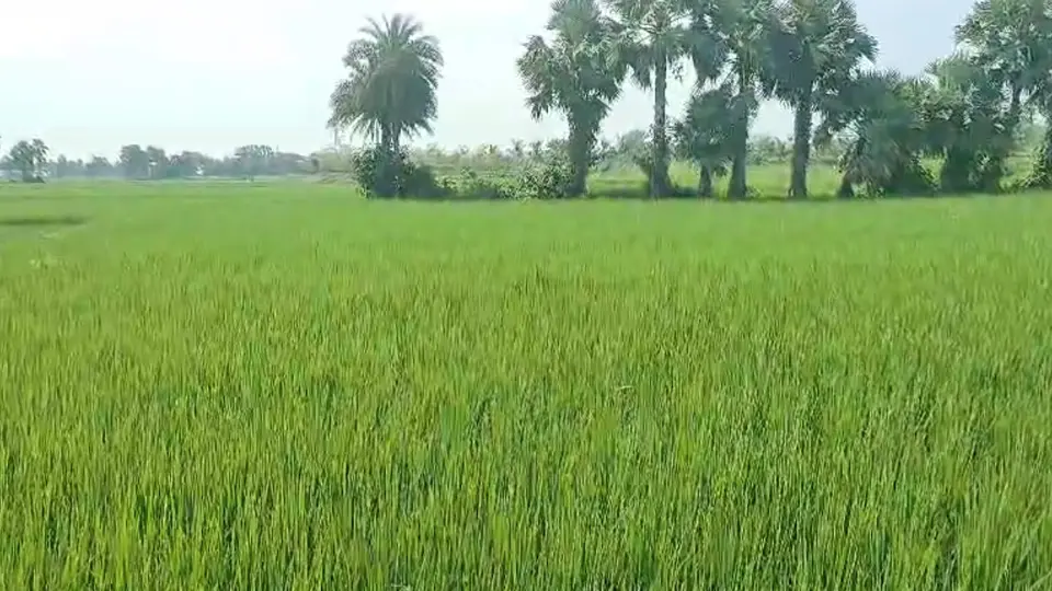 Murshidabad Rain