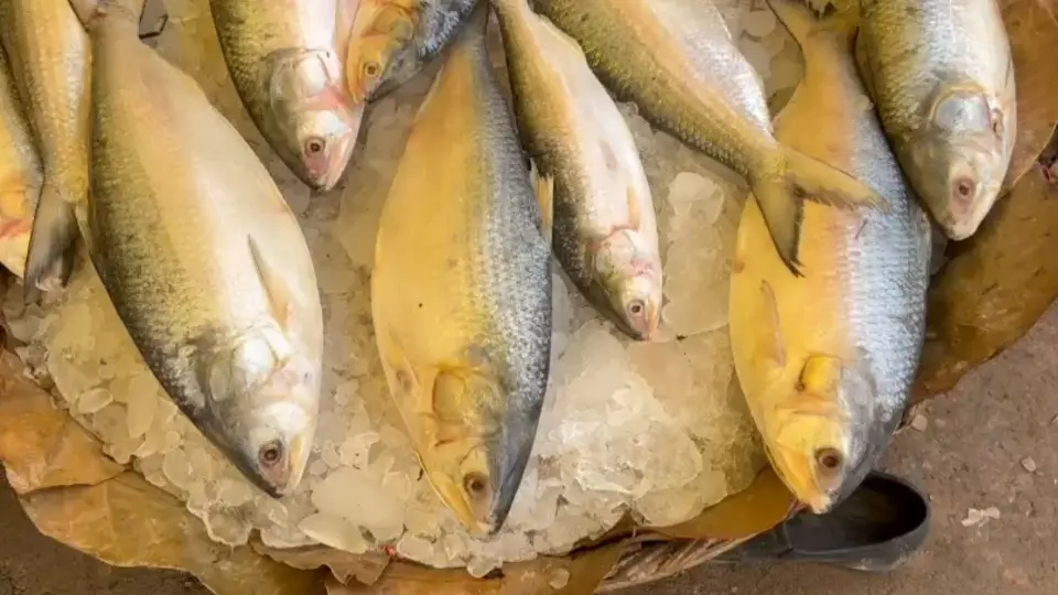 Hilsa Price Berhampore